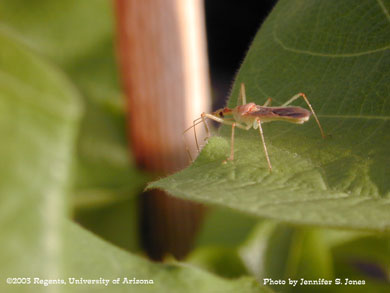 Assassin bug (Zelus renardii) on a cotton plant