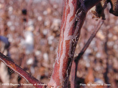 Citrus Peelminer (Marmara spp.) damage on cotton stems