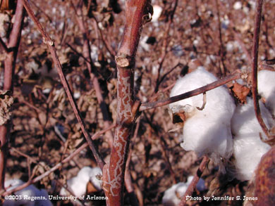 Citrus Peelminer (Marmara spp.) damage on cotton stems