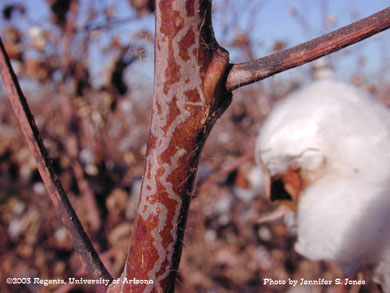 Citrus Peelminer (Marmara spp.) damage on cotton stems