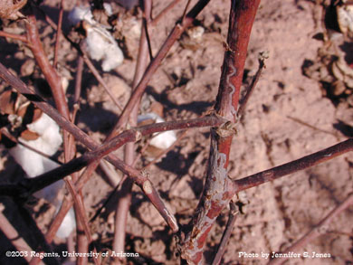 Citrus Peelminer (Marmara spp.) damage on cotton stems