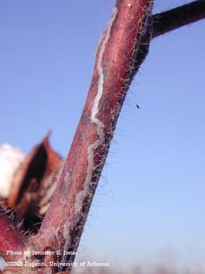 Citrus Peelminer (Marmara spp.) damage on cotton stems