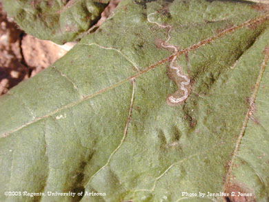 Citrus Peelminer (Marmara spp.) damage on cotton leaves