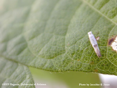 Adult cotton leaf perforator on cotton leaf in a greenhouse
