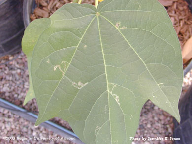 Cotton leaf perforator damage on cotton leaves in a greenhouse