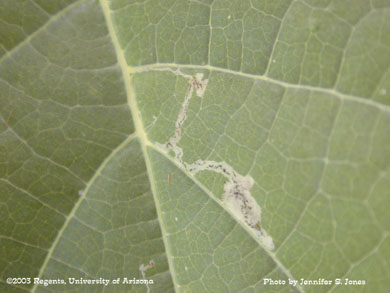 Cotton leaf perforator damage on cotton leaves in a greenhouse