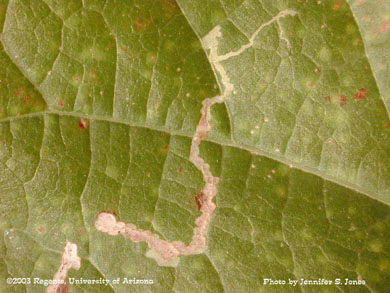 Cotton leaf perforator damage on cotton leaves in a greenhouse