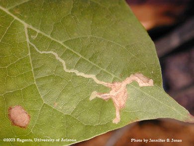 Cotton leaf perforator damage on cotton leaves in a greenhouse