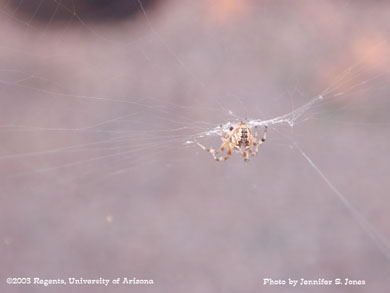 Spider in a web in a greenhouse