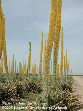 Agave plants flowering