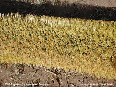 Agave inflorescence