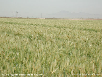 Ripening barley field