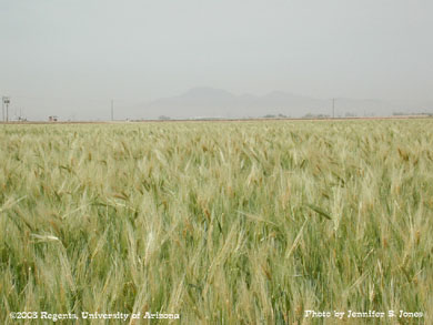 Ripening barley field