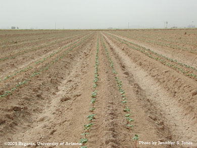 Cotton seedlings in a twin-line cotton field