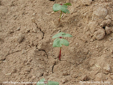 Palestriped flea beetle on a cotton seedling