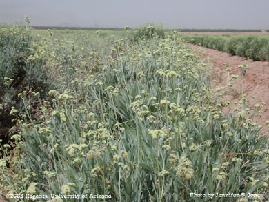 Guayule (Parthenium argentatum Gray) plants in a field in Maricopa, Arizona.