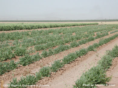 Young guayule (Parthenium argentatum Gray) plants in a field in Maricopa, Arizona.