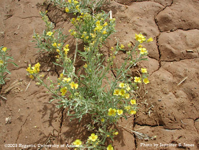 Lesquerella plant in bloom.