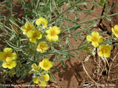 Close-up of a lesquerella plant in bloom.