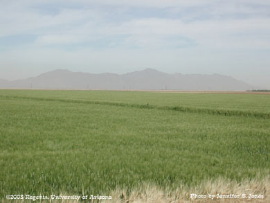 Durum wheat field in front of mountains