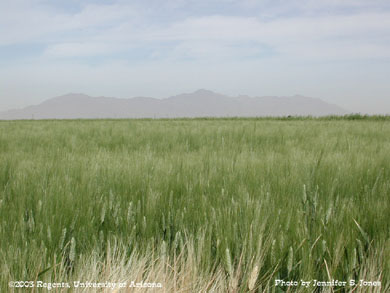 Durum wheat field in front of mountains
