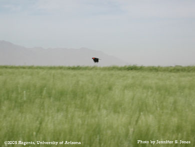 Red-Wing Blackbird (Agelaius phoeniceus) flying over a wheat field