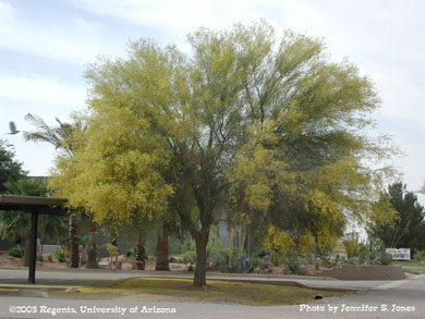 Blooming palo verde tree