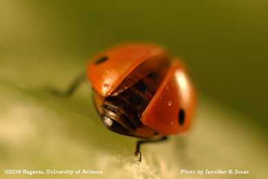 Photo of A sevenspotted lady beetle, Coccinella septempunctata, on lettuce.