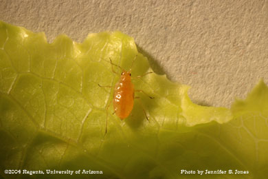 Photo of a Large Lettuce aphid (Nasonovia ribis-nigri) nymph on lettuce.