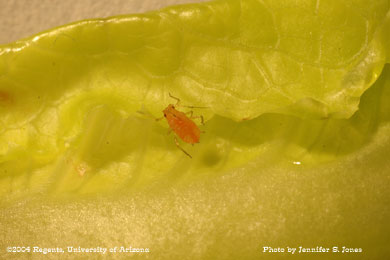 Photo of a Lettuce aphid (Nasonovia ribis-nigri) nymph on lettuce.