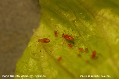 Photo of Lettuce aphid (Nasonovia ribis-nigri) nymphs on lettuce.