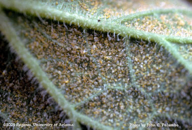 Whitefly nymphs on cantaloupe leaf