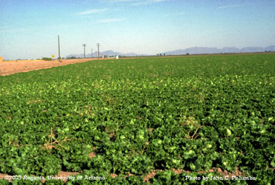 Chlorosis of lettuce due to whitefly infestation