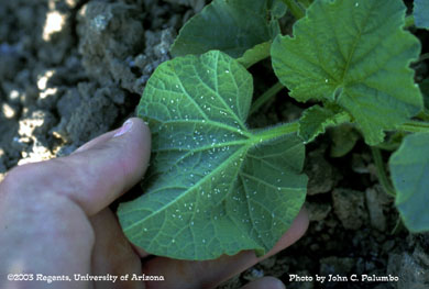 Leaf turn sampling for absence/presence of whitefly adults on melons