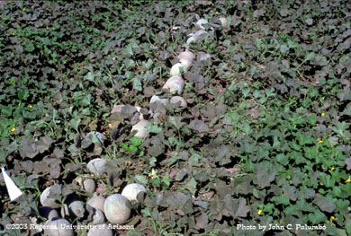 Sooty mold and honeydew contamination on untreated melons