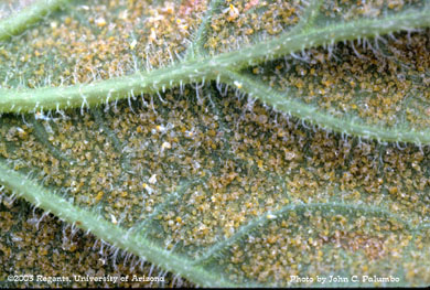 Whitefly nymphs on cantaloupe leaf