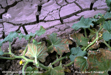 Intervein necrosis to melon foliage due to whitefly infestation