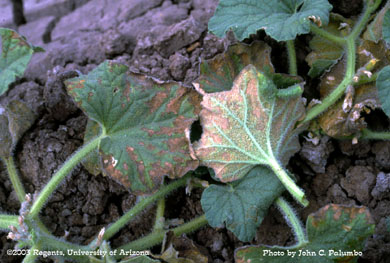Intervein necrosis to melon foliage due to whitefly infestation