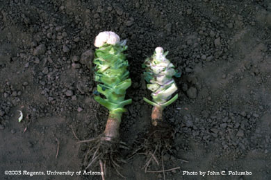 Impact of whitefly feeding on cauliflower growth
