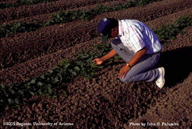 Leaf turn sampling for absence/presence of whitefly adults on melons