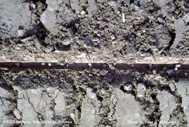 Planting of pelleted lettuce seed  in desert lettuce production
