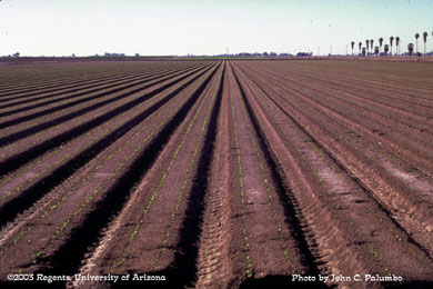 Seedling lettuce plants at stand establishment in desert production