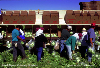 Field packing of wrapped lettuce in desert lettuce production
