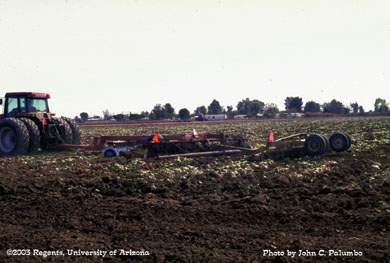 Discing under of lettuce residue following harvest