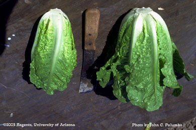 Impact of thrips feeding and scarring on romaine lettuce yield and quality