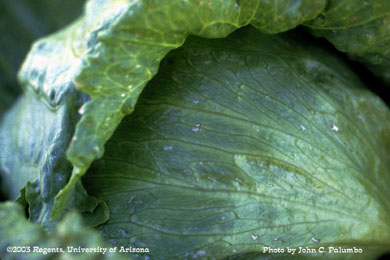 Thrips scarring on head lettuce 