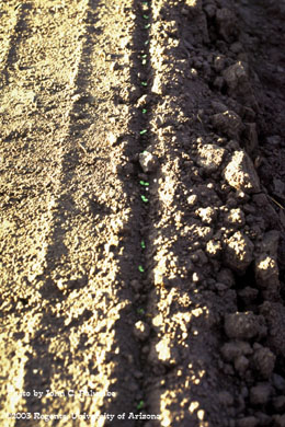 Seedling lettuce plants at stand establishment in desert production