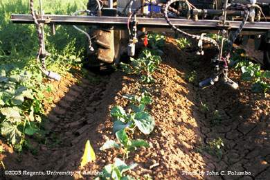 Insecticide being applied to cauliflower with an electrostatic sprayer 