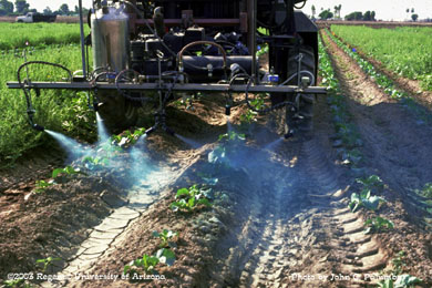 Insecticide being applied to cauliflower with an electrostatic sprayer 