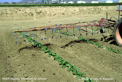 Directed sprays of insecticide being applied to melons with a conventional sprayer.   